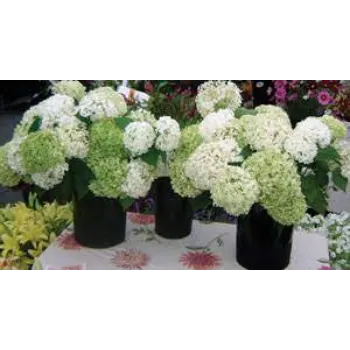 Good Cut Flowers